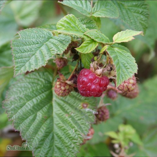 Rubus (Hallon) Haida E
