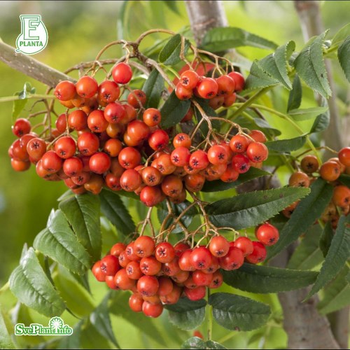 Sorbus LEGEND E