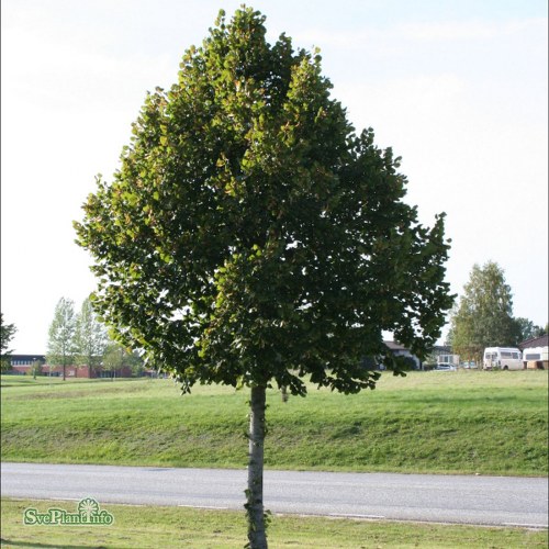 Tilia platyphyllos rebro