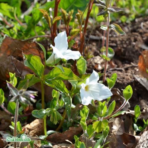 Trillium grandiflorum