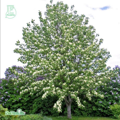 Sorbus aria Gigantea E