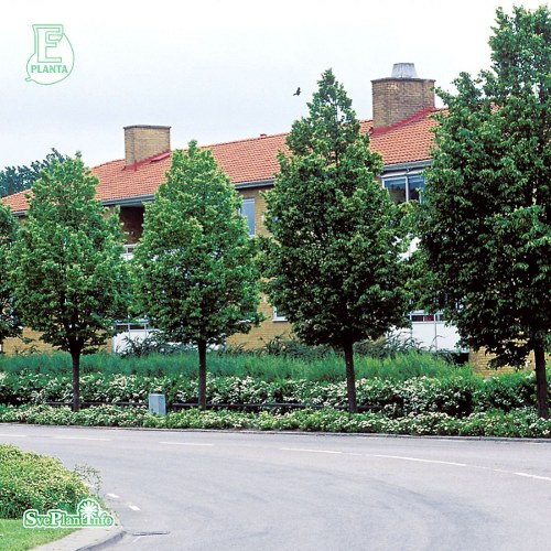 Tilia cordata LINN E