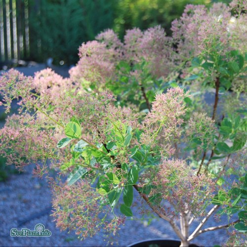 Cotinus coggygria Young Lady