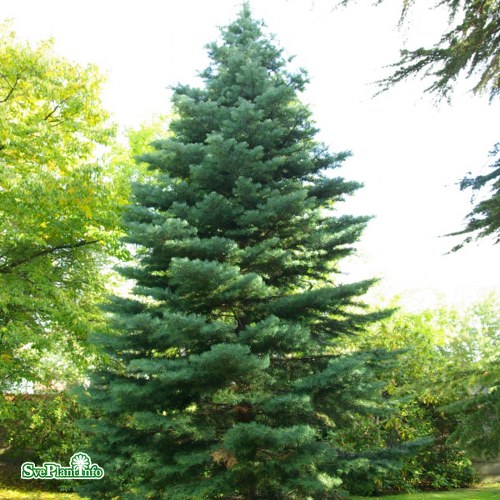 Abies concolor