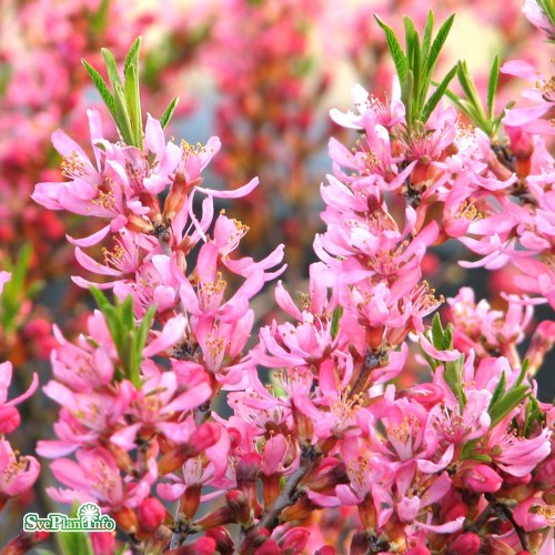 Daphne mezereum Rubra