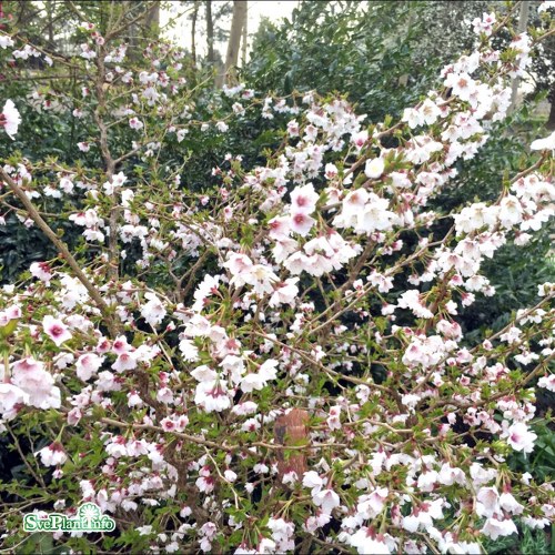 Prunus incisa Kojou-no-mai