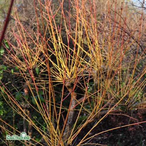 Cornus sanguinea Winter Beauty