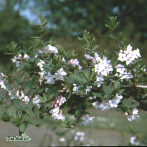 Lonicera syringantha