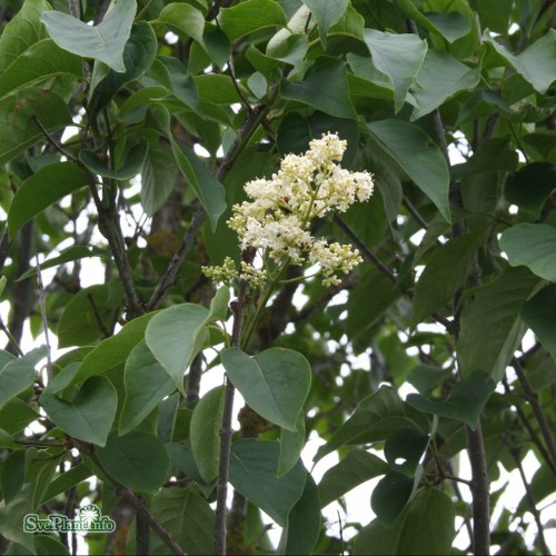 Syringa reticulata Ivory Silk