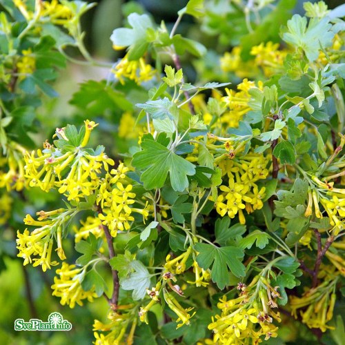 Ribes aureum var. villosum