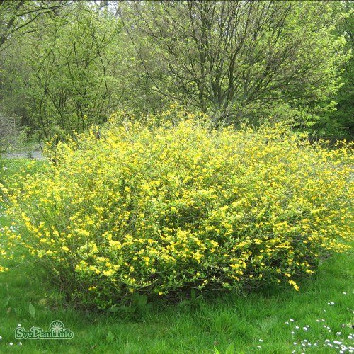 Kerria japonica