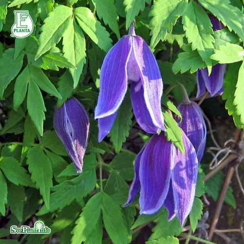 Clematis (Atragene-Gruppen) Blue Tapers E