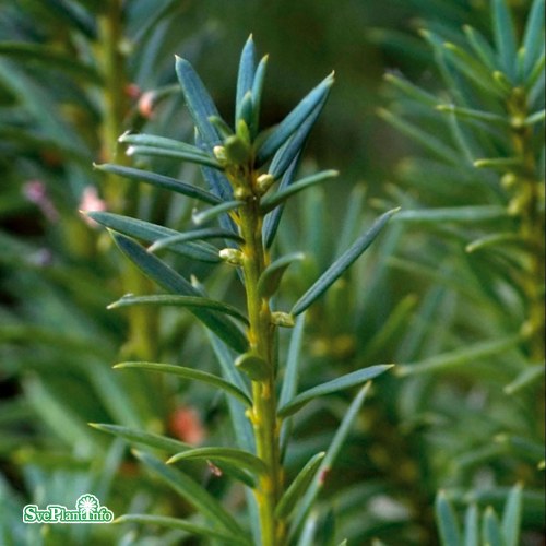 Taxus  media Hicksii