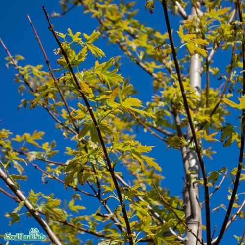 Acer saccharinum