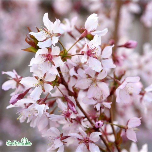 Prunus nipponica var. kurilensis Ruby
