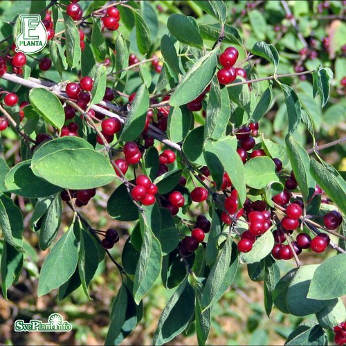 Lonicera xylosteum FK ML E