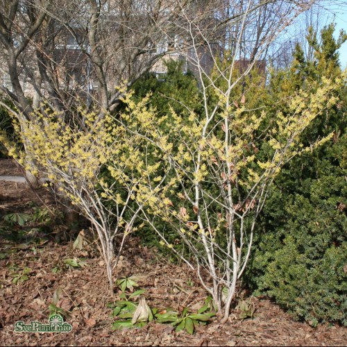 Hamamelis � intermedia Arnold Promise