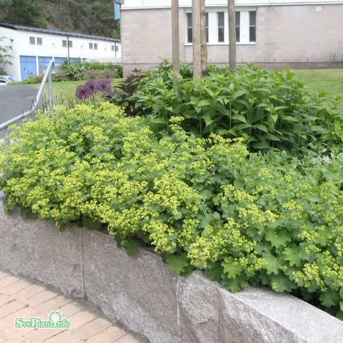 Alchemilla epipsila