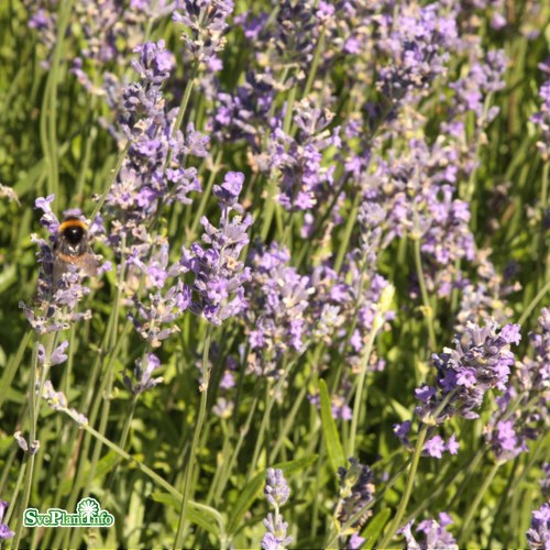 Lavandula angustifolia Munstead