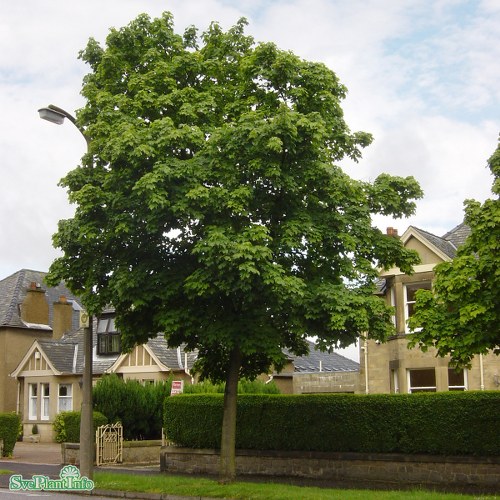 Acer platanoides Cleveland