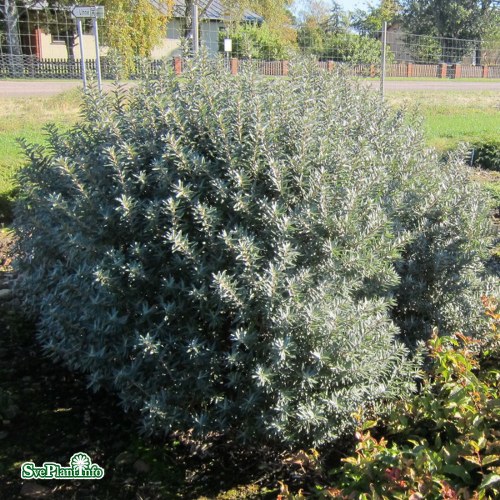 Hippophae rhamnoides Hikul