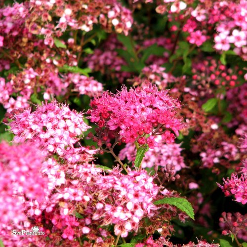 Spiraea japonica Sapho