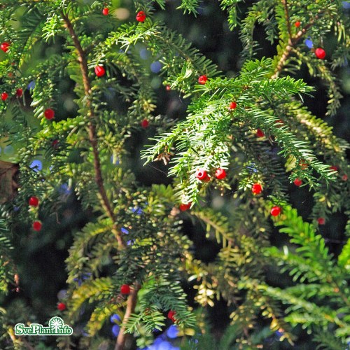 Taxus baccata