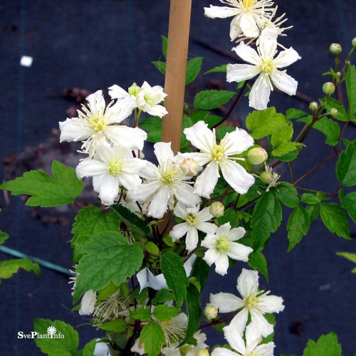 Clematis (Vitalba-Gruppen) Paul Farges