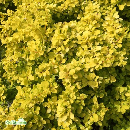 Berberis thunbergii BONANZA GOLD