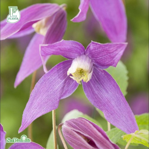 Clematis (Atragene) Violet Purple E