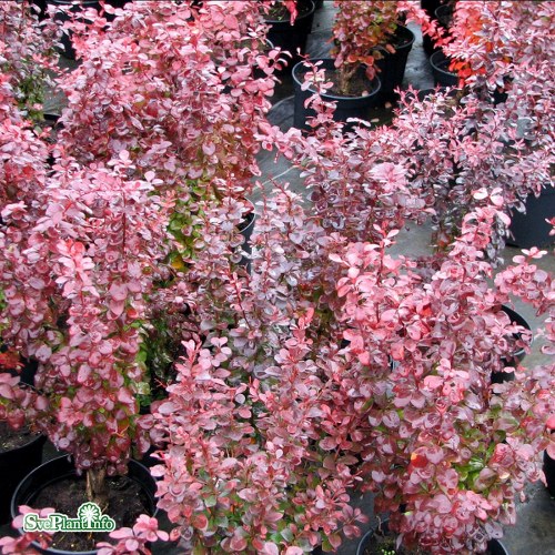 Berberis thunbergii Atropurpurea