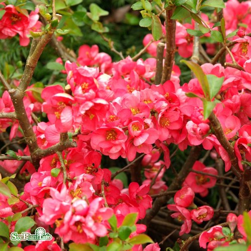 Chaenomeles  superba Pink Lady