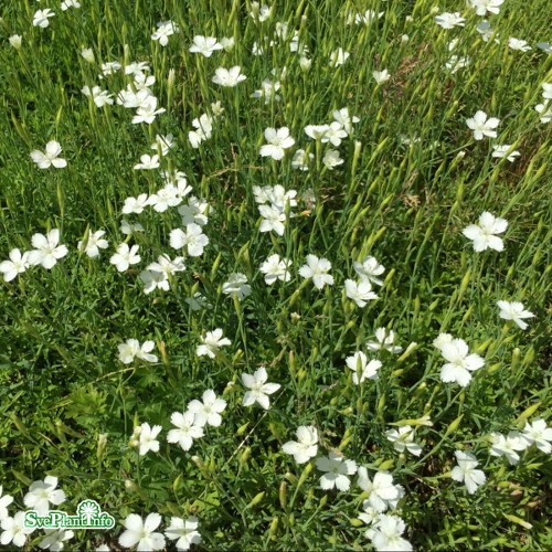 Dianthus deltoides Albiflorus