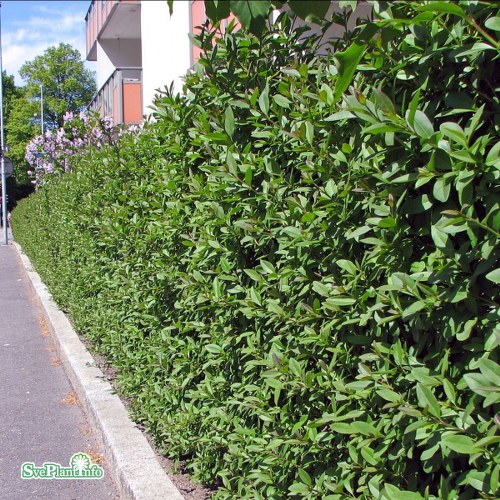 Ligustrum vulgare