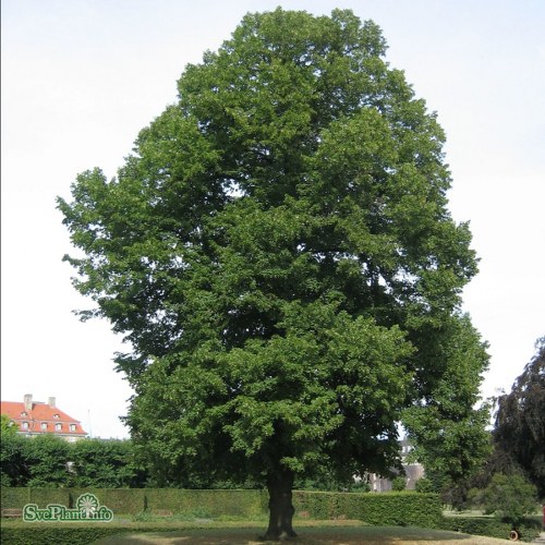 Tilia platyphyllos