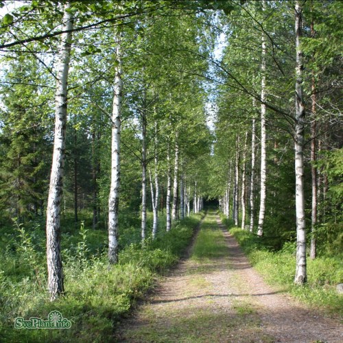 Betula pendula