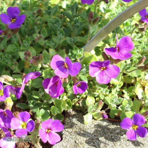 Aubrieta cultorum Blaumeise