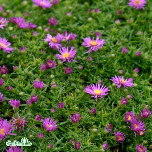 Aster novi-belgii Jenny