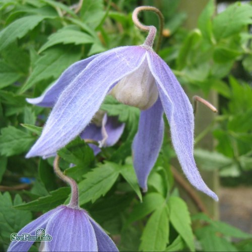 Clematis alpina