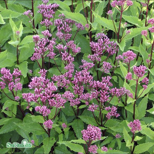 Eupatorium maculatum Purple Bush