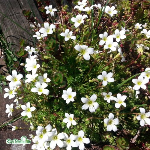 Saxifraga (Arendsii) Alba