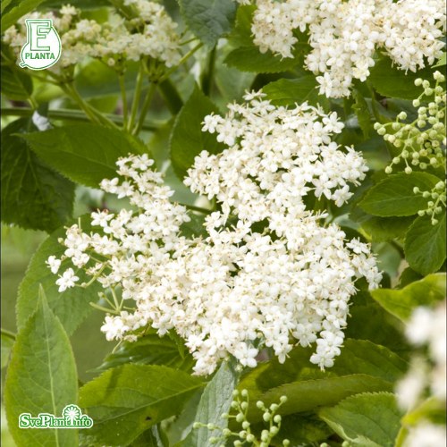 Sambucus nigra FK BLSTA E