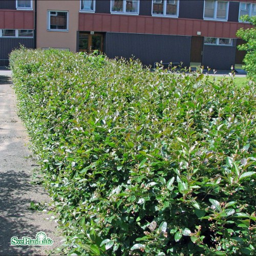 Cotoneaster lucidus