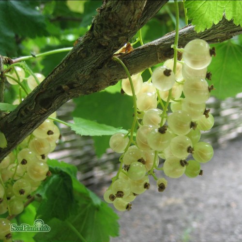 Ribes (Vita Vinb�r) VITA HOLL�NDSKA