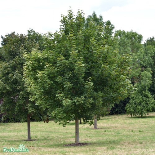 Acer platanoides Farlakes Green