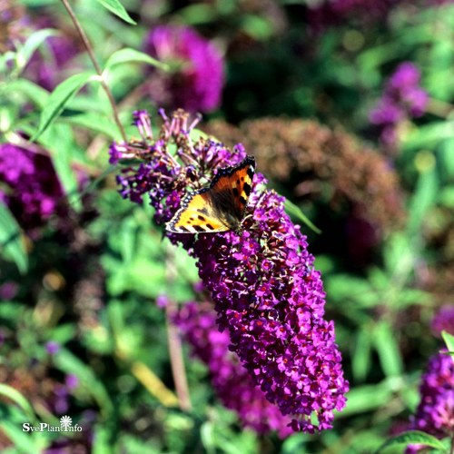 Buddleja davidii NANHO PURPLE