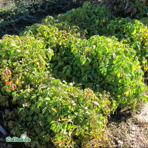 Cornus sericea Kelseyi