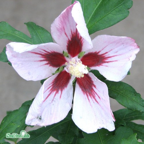 Hibiscus syriacus Hamabo