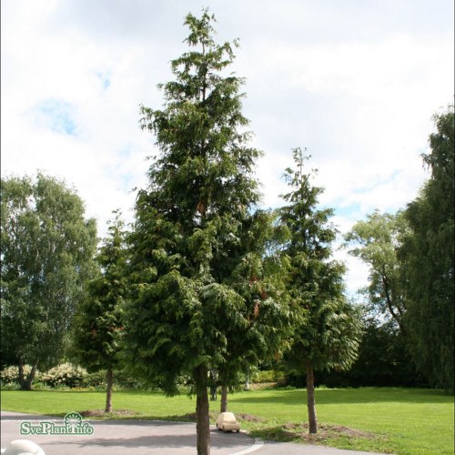 Thuja plicata Excelsa