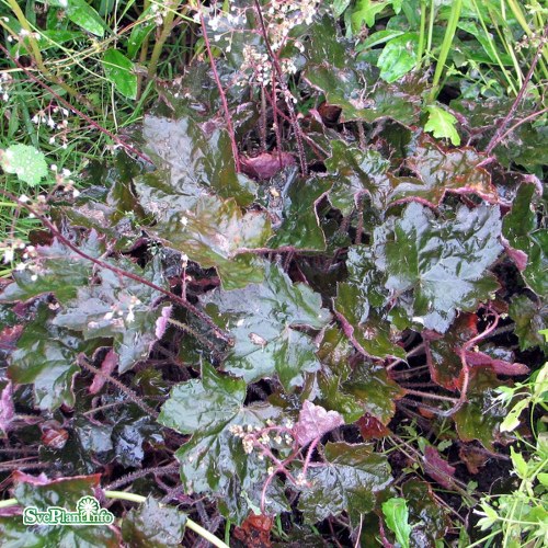 Heuchera villosa Palace Purple